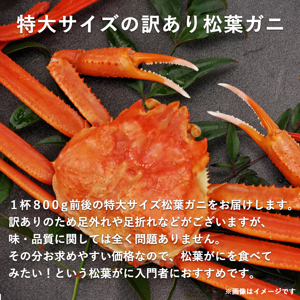 特大1枚（900g〜1kg前後）　蟹》　※2023年11月〜2024年3月発送予定《かに　通販　鳥取県北栄町　カニ　ふるさと納税　タグ付き松葉ガニ