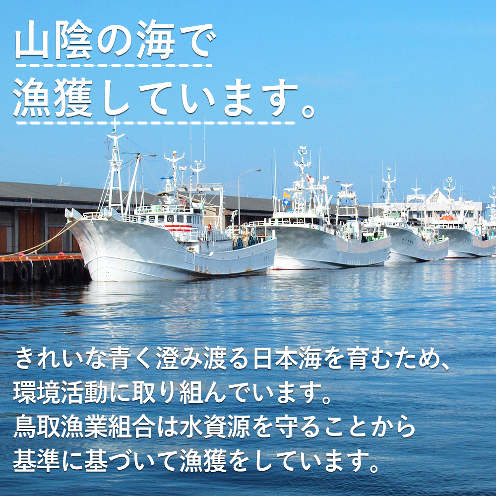 特】日本海の横綱 鳥取県産 活(生)松葉ガニ 800g級 ブランドタグ付き