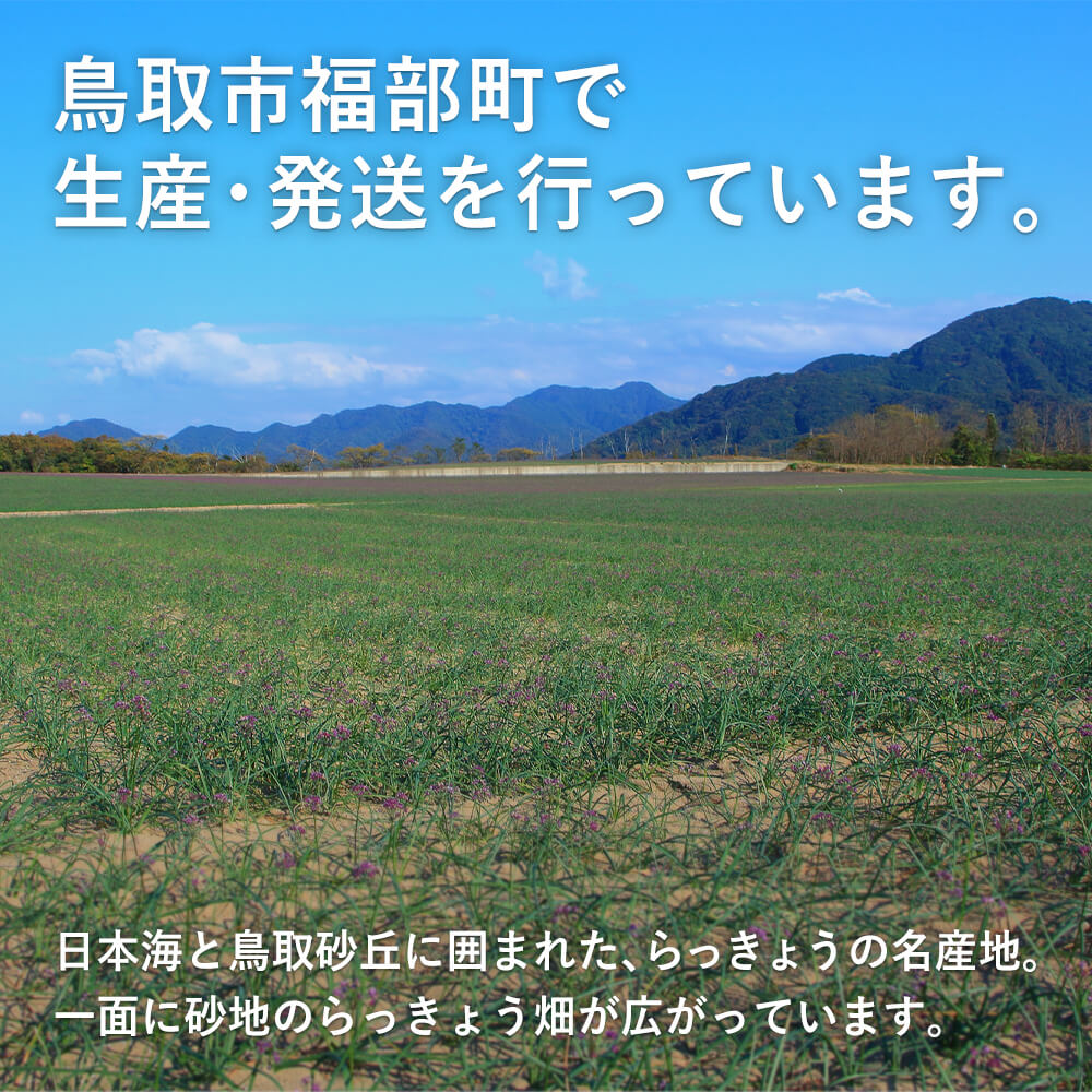 鳥取　砂丘らっきょう　福部町産　根付き　５キロ